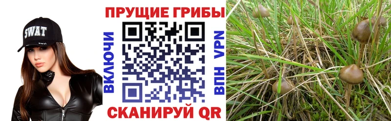 Псилоцибиновые грибы MAGIC MUSHROOMS  закладки  MEGA ТОР  Ивангород 